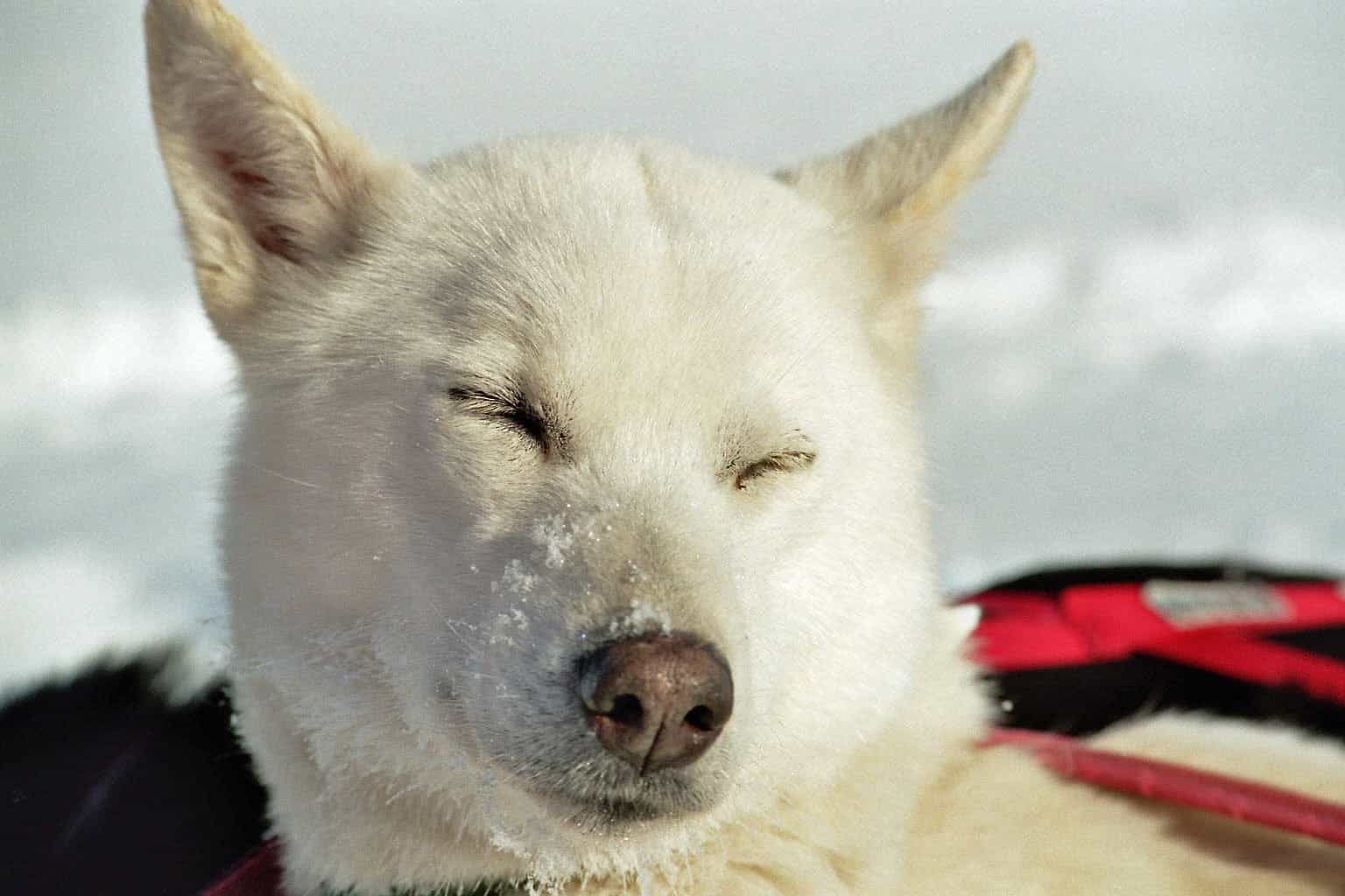 weißer Husky